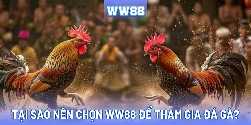 Lý do nên chơi tại Đá gà WW88