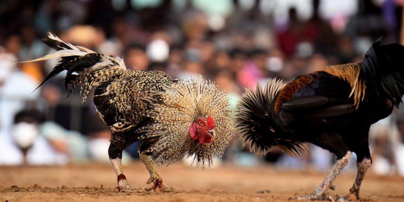 Những trận thư hùng mãn nhãn chỉ có tại Đá gà WW88