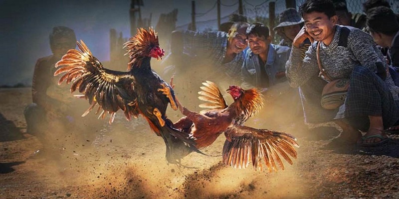02 hình thức đá gà Thomo thường thấy